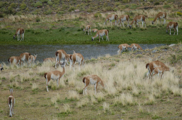 Herd of guanacos in Torres del Paine National Park.