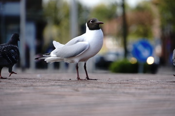 seagull gliding in front of blue sky Cuxhaven