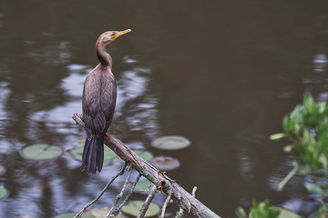 Cormorant resting on a tree by the lake