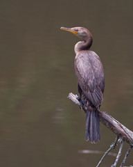 Juvenile cormorant resting on a dead tree