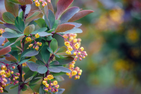 Beautiful photo of a bush with yellow flowers of mahonia after rain with selective focus and bokeh