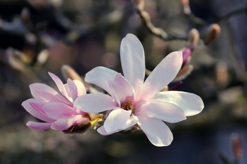 zarte Blüte der Magnolie