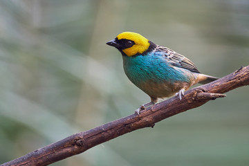 Colorful tanager perched quietly on a branch