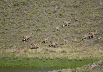 Herd of guanacos in Torres del Paine National Park.