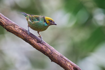 Juvenile tanager perched on a tree