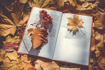 An open book on autumn leaves. Mountain ash, autumn, book