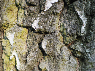 Old tree bark, different shades of colors, interesting background