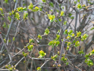 Young leaves on the shoots of bushes, signs of spring