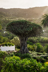 Famous "Drago Milenario" in Spanish village of Icod de los Vinos, is the oldest and largest living specimen of Dracaena draco, or dragon tree, in Parque del Drago, Icod de los Vinos, Tenerife, Spain.
