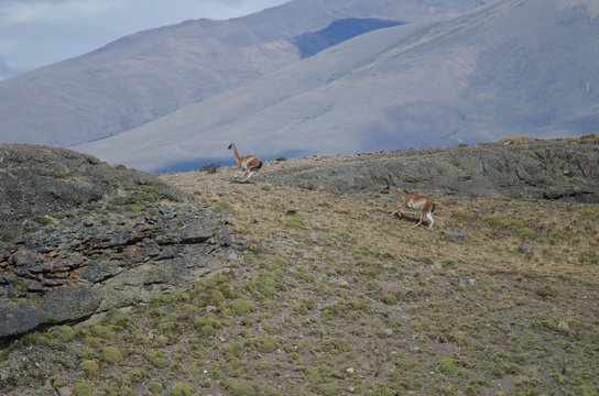 Males Of Guanaco Lama Guanicoe Chasing Each Other.