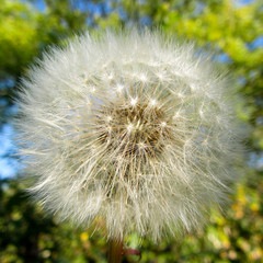 dandelion clock with trees and sky in background