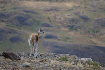 Guanaco in Torres del Paine National Park.