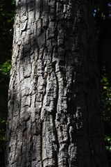 Sawtooth oak (Quercus acutissima) / Fagaceae deciduous tall tree.