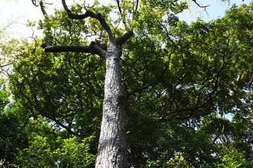 Sawtooth oak (Quercus acutissima) / Fagaceae deciduous tall tree.