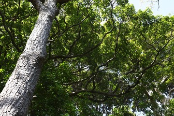 Sawtooth oak (Quercus acutissima) / Fagaceae deciduous tall tree.