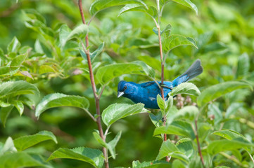 Indigo Bunting