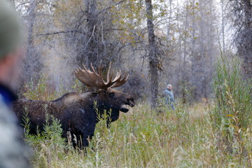 bull elk in the forest