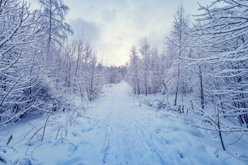Path in the winter forest.