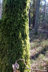 Tree trunk overgrown with moss