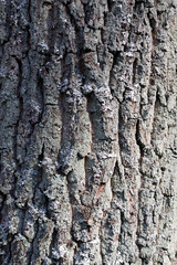 Pedunculate oak bark Quercus robur