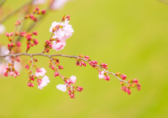 Spring blossoms, beautiful flowers with blured green grass on  background