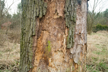 old rotten oak tree trunk