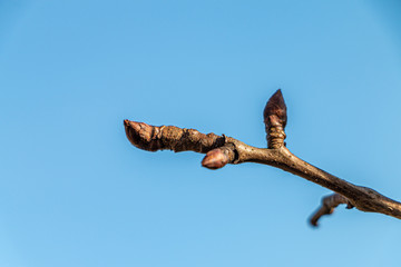 Zweig eines Apfelbaumes mit Knospen vor blauem Himmel