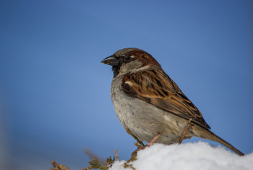 Sparrow on snow against the background of a blue clear sky in winter season close up