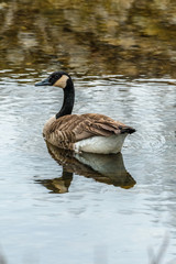 canadian goose