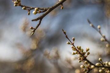 Flowering tree covered with flowers, buds, buds and leaves. Blue sky on the background. White Cherry Blossoms