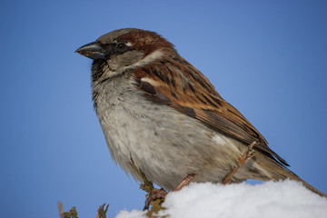 Sparrow on snow against the background of a blue clear sky in winter season close up