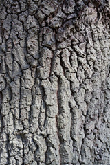 Naklejka premium Pedunculate oak bark Quercus robur