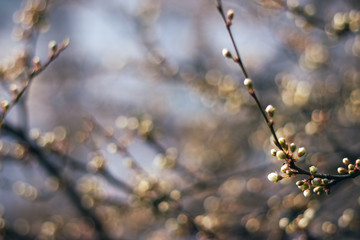 Flowering tree covered with flowers, buds, buds and leaves. Blue sky on the background. White Cherry Blossoms
