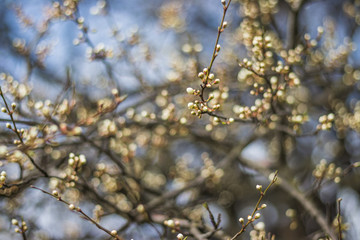 Flowering tree covered with flowers, buds, buds and leaves. Blue sky on the background. White Cherry Blossoms