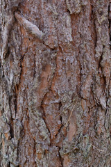 pine bark