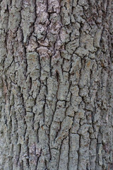 Pedunculate oak bark Quercus robur