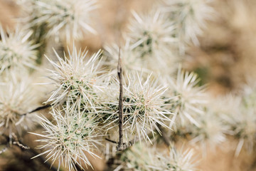 Desert Landscape