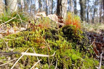 moss sporangia