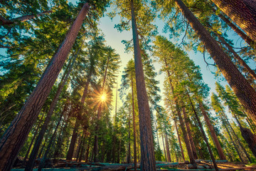 Sunrise in the Sequoia Forest, Yosemite National Park,