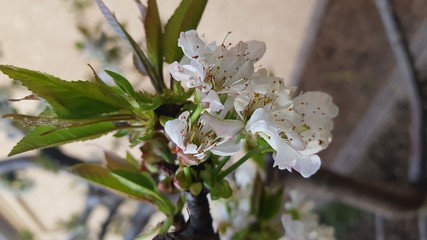 flowers of Cherries