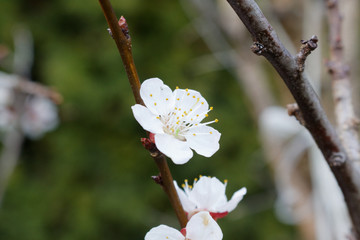 apricot flower Prunus armeniaca Armenian plum