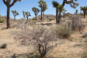 Desert Landscape