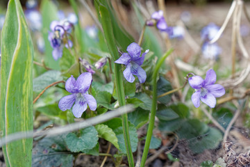 Early dog-violet (Viola reichenbachiana)