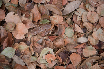 Dry autumn leaves in red, orange and brown colors. To close. Background.