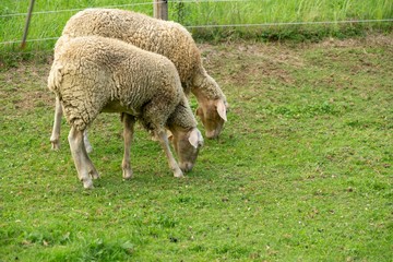 Lambs eating grass on the farm. Czech Republic