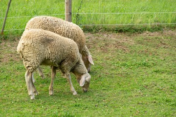 Lambs eating grass on the farm. Czech Republic