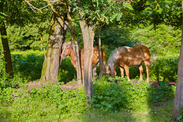 Horses in the pasture in the evening light