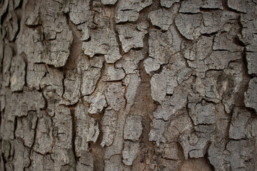 Bark texture background