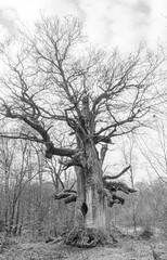 Fototapeta na wymiar Baum ohne Blätter in schwarzweiß