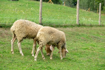 Obraz na płótnie Canvas Lambs eating grass on the farm. Czech Republic